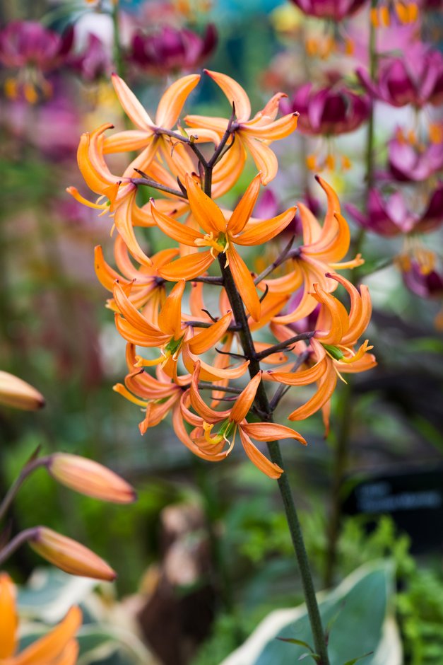 Lilium Martagon Flower seeds for Planting - Fragrant Blossoms, Heirloom & GMO Free Seeds for Home Garden