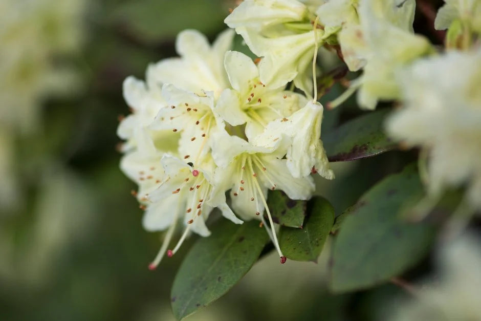 Green Rhododendron Azalea Flower Seeds for Planting Hardy Variety Heirloom & GMO Free Seeds for Home Garden
 
 Sale
