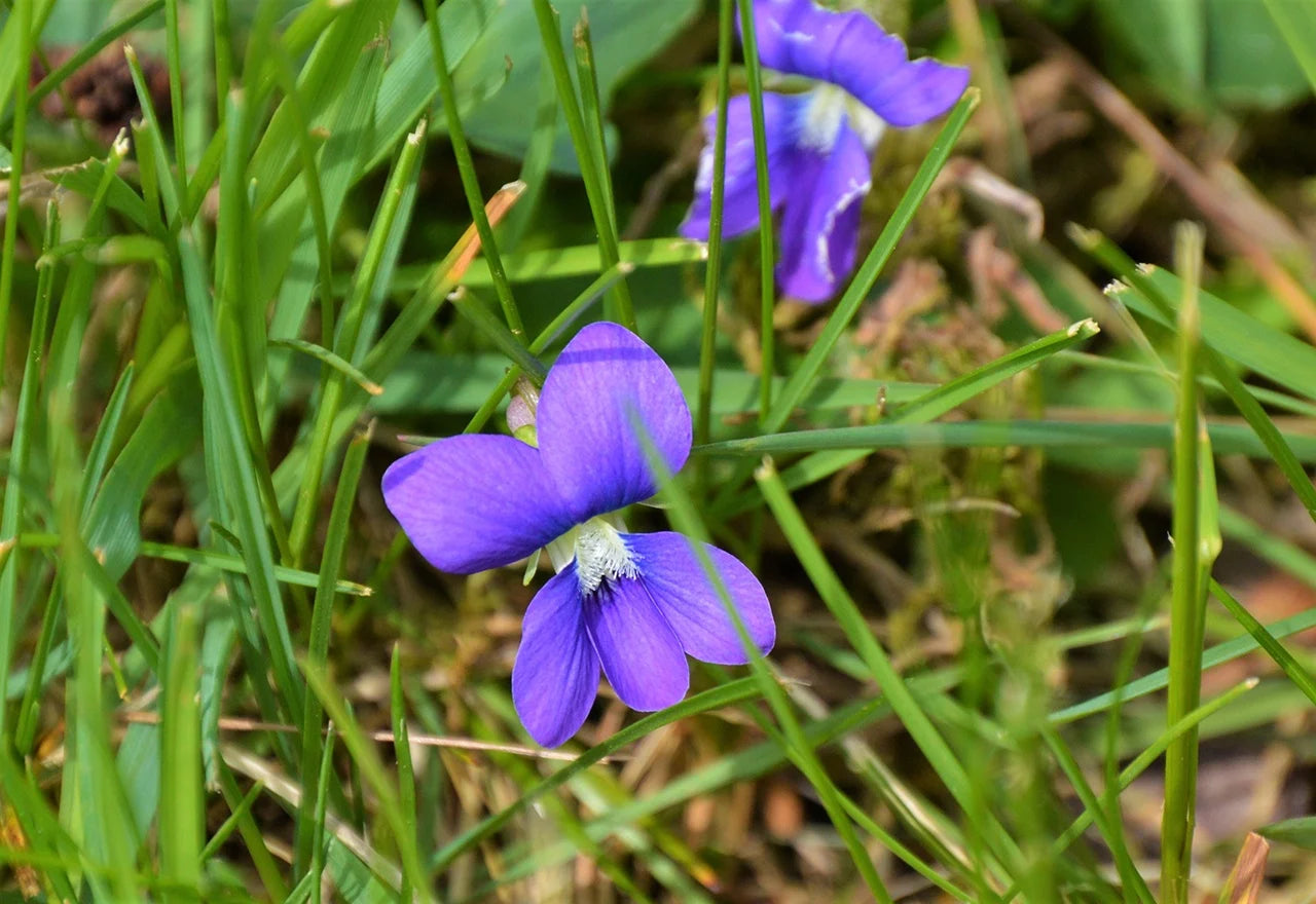 Violet Mini Violet Flower Seeds for Planting Cottage Garden Essential Heirloom & GMO Free Seeds for Home Garden
 
 Sale