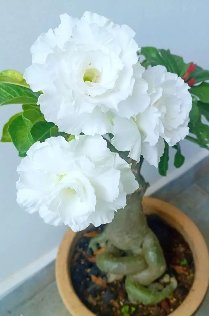 White Adenium Flower seeds for Planting - Colorful Display, Heirloom & GMO Free Seeds for Home Garden