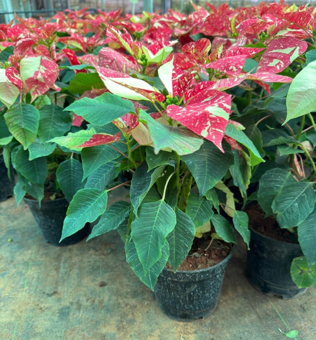 Green Poinsettia Plant Seeds for Planting | Vibrant Green Foliage | Perfect for Your Garden