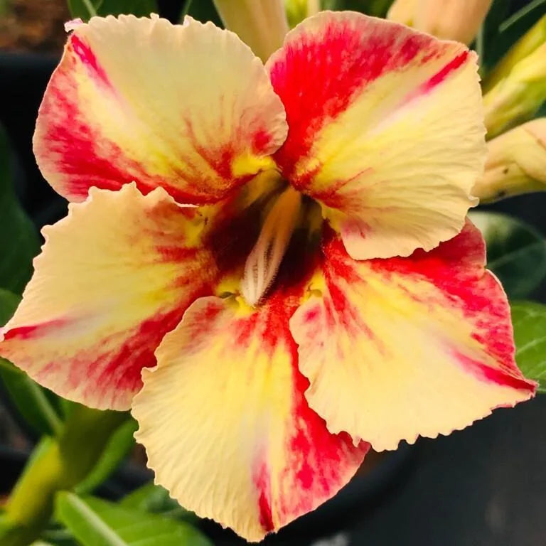 Red Light Yellow Adenium Flower Seeds for Planting Drought Tolerant Heirloom & GMO Free Seeds for Home Garden
 
 Sale