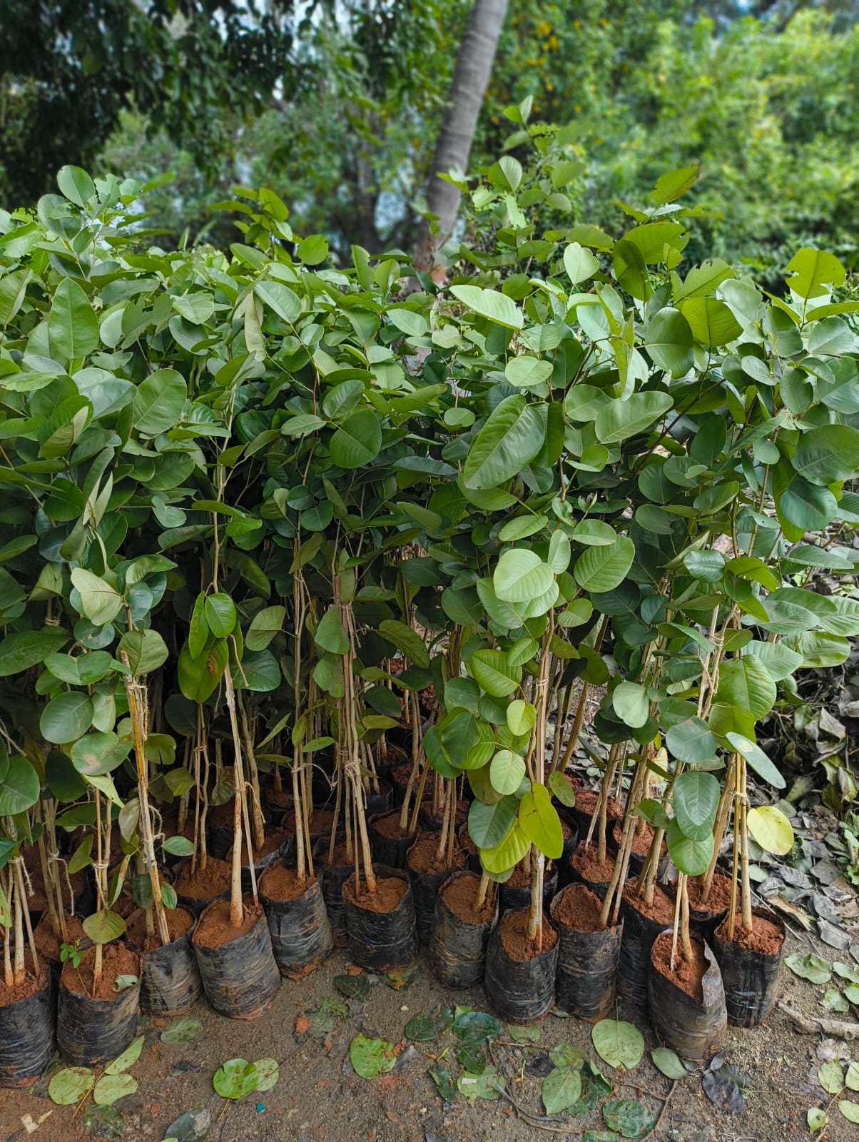 Red Sandalwood Plant Seeds Planting