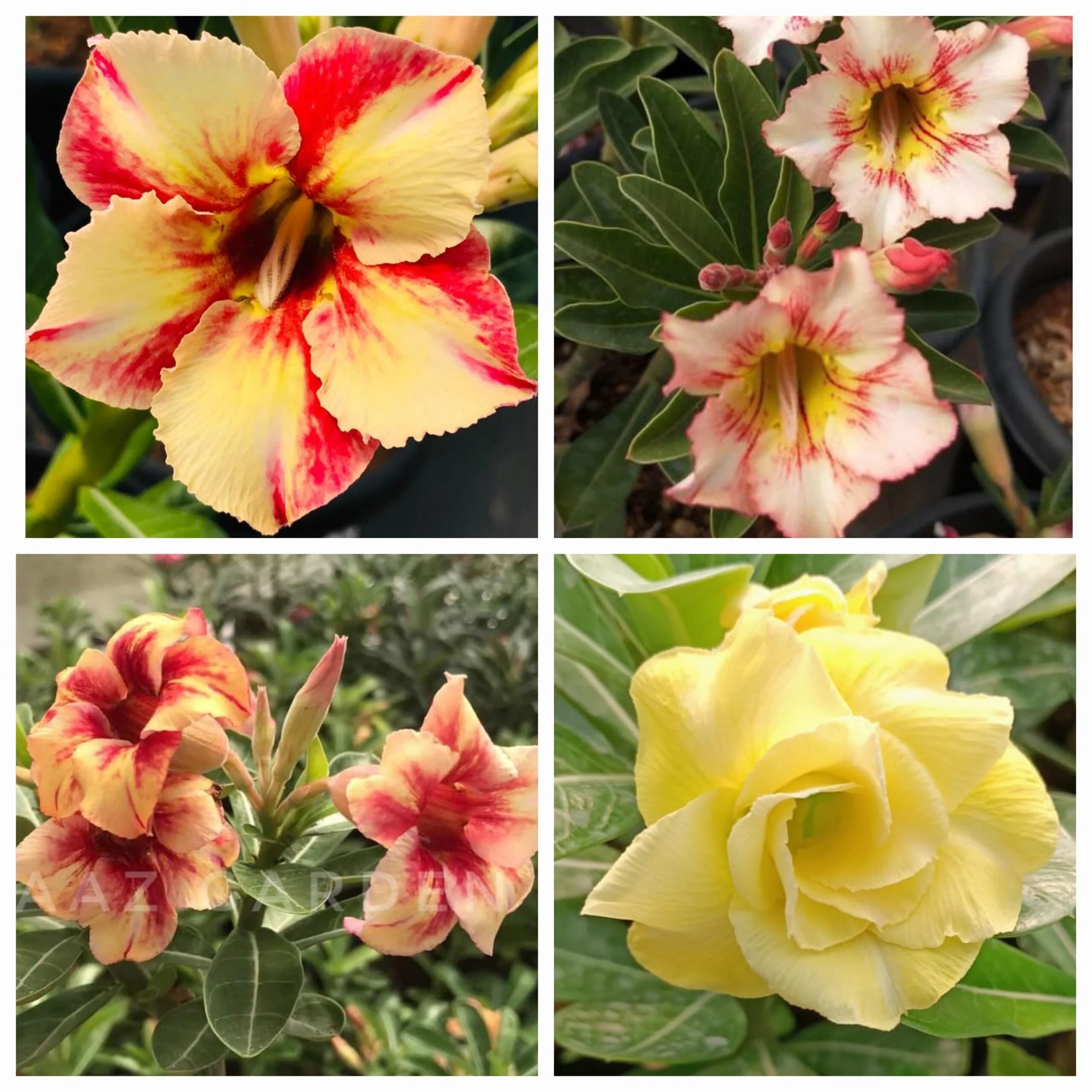 Yellow Red Bellfarm Flower seeds for Planting - Wildflower Mix, Heirloom & GMO Free Seeds for Home Garden