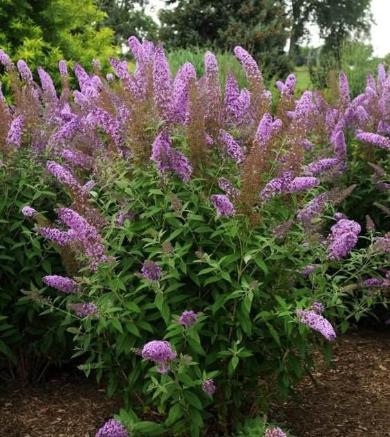 Mix Buddleia Butterfly Bush Flower seeds for Planting - Easy to Grow, Heirloom & GMO Free Seeds for Home Garden