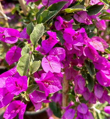 Heirloom Bougainvillea Flower seeds for Planting Pollinator Friendly Heirloom & GMO Free Seeds for Home Garden