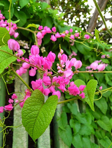 Antigonon Flower seeds for Planting - Colorful Display, Heirloom & GMO Free Seeds for Home Garden