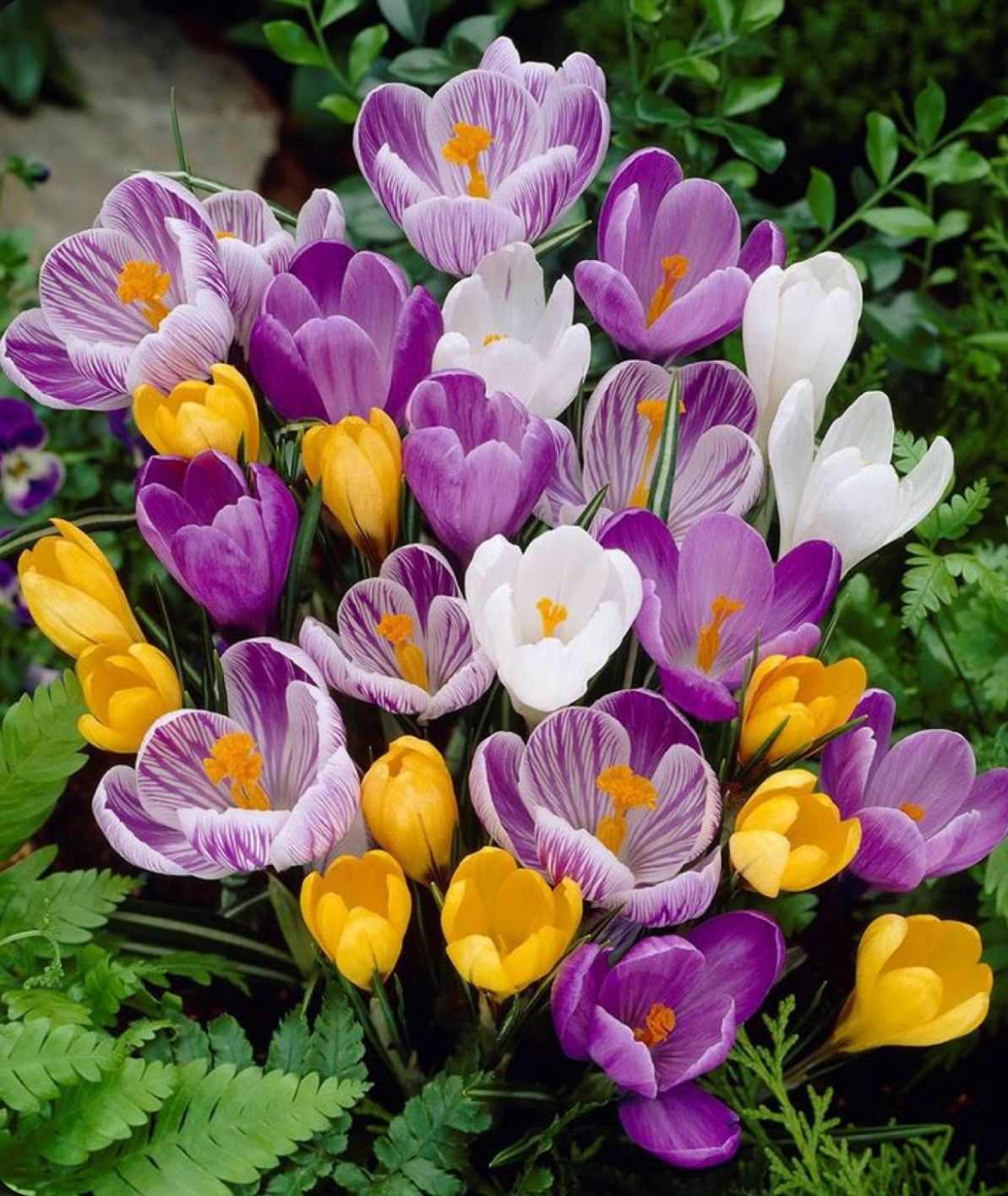 Mixed Colors Crocus Flower seeds for Planting - Shade Tolerant, Heirloom & GMO Free Seeds for Home Garden
