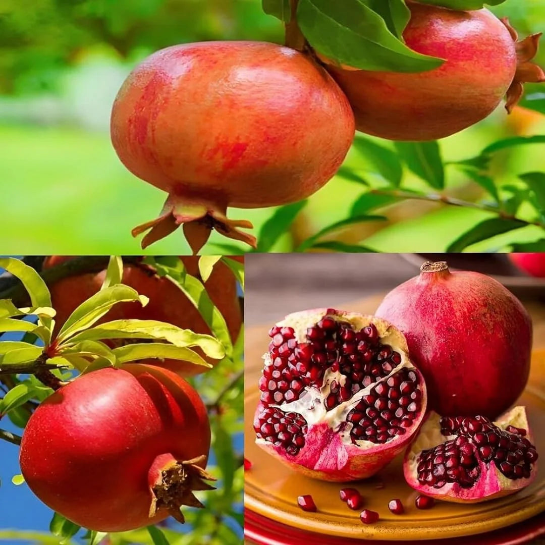Premium Pomegranate Fruit Seeds  Grow Dark Red Variety