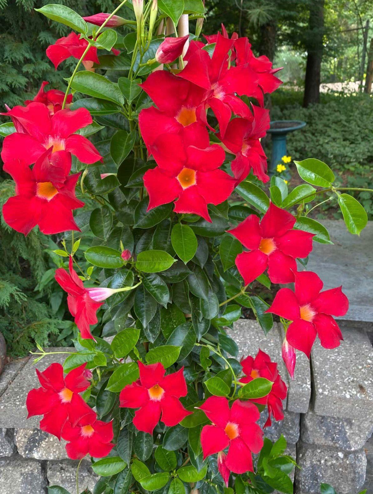 Mandevilla Red Sanderi Flower Seeds for Planting  Vibrant Climbing Blooms