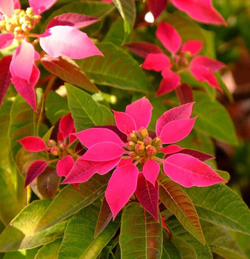 Pink Poinsettia Flower seeds for Planting - Low Maintenance, Heirloom & GMO Free Seeds for Home Garden