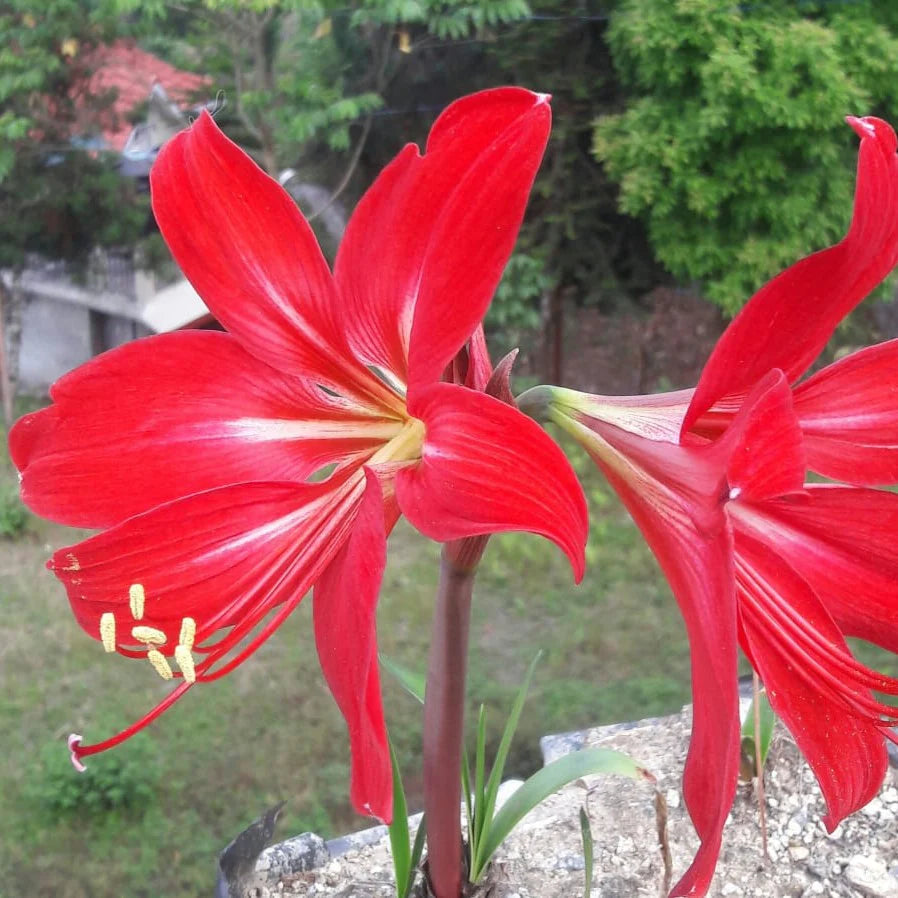 Maroon Hippeastrum Rutilum Flower seeds for Planting - Garden Favorite, Heirloom & GMO Free Seeds for Home Garden