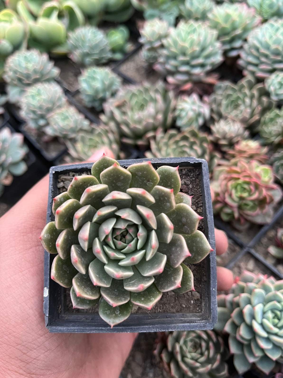 Agavoides Plant Seeds for Easy Planting