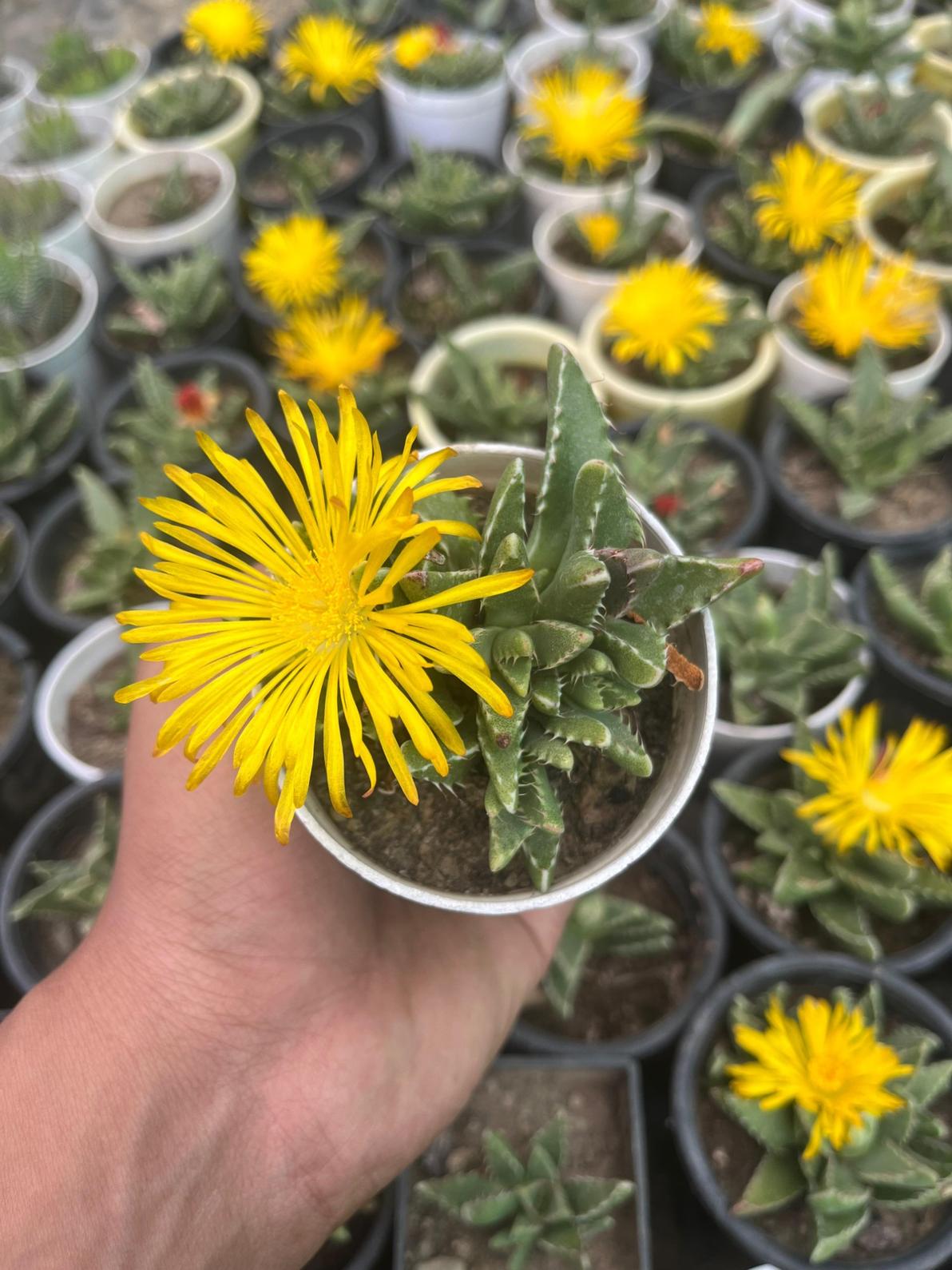 Yellow Faucaria Tigrina Plant Seeds Planting