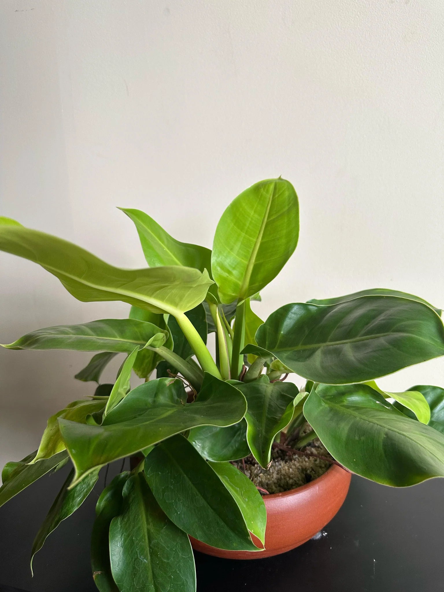 Green Philodendron Erubescens Flower seeds for Planting - Perfect for Borders, Heirloom & GMO Free Seeds for Home Garden