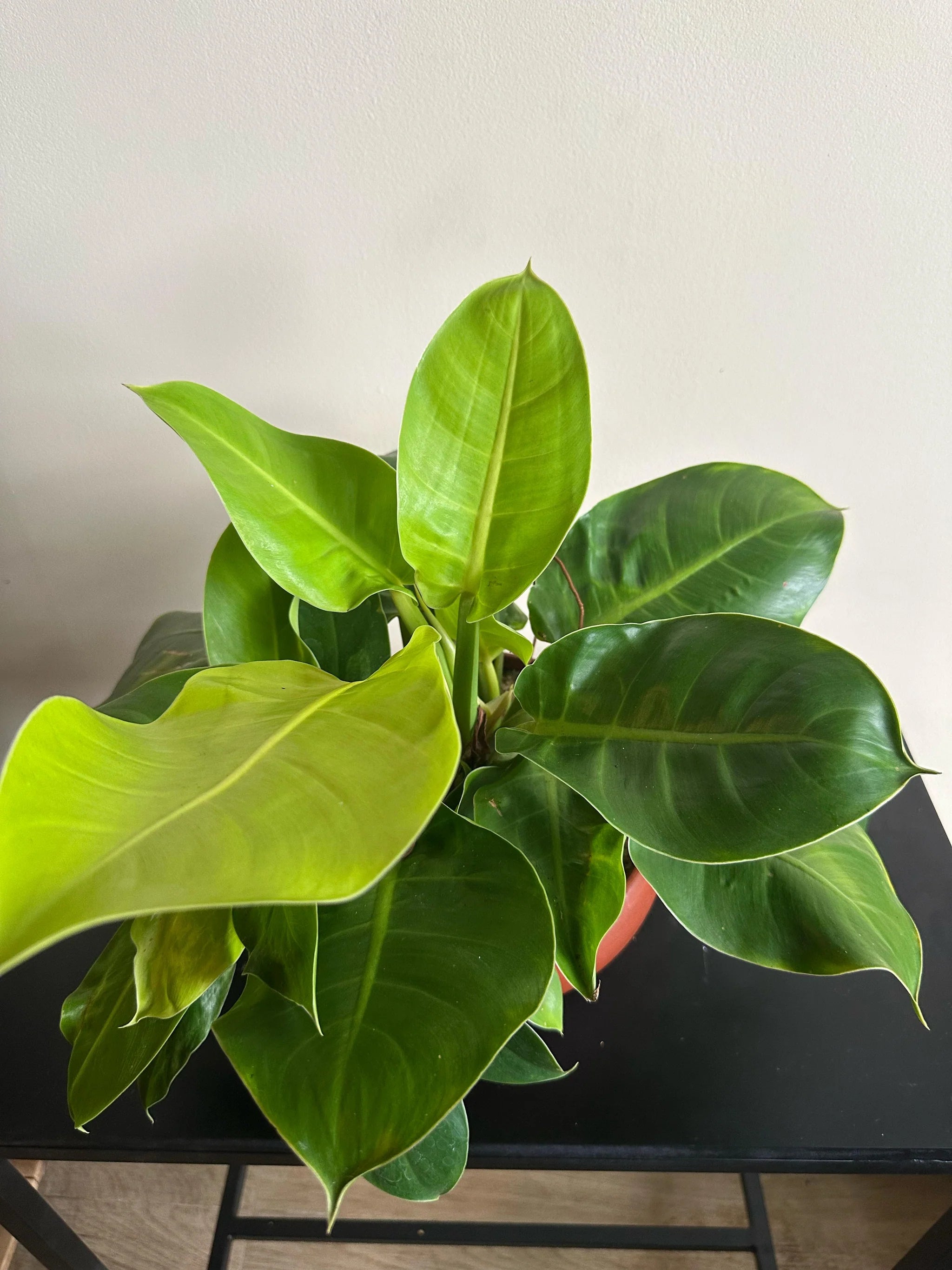 Green Philodendron Erubescens Flower seeds for Planting - Perfect for Borders, Heirloom & GMO Free Seeds for Home Garden