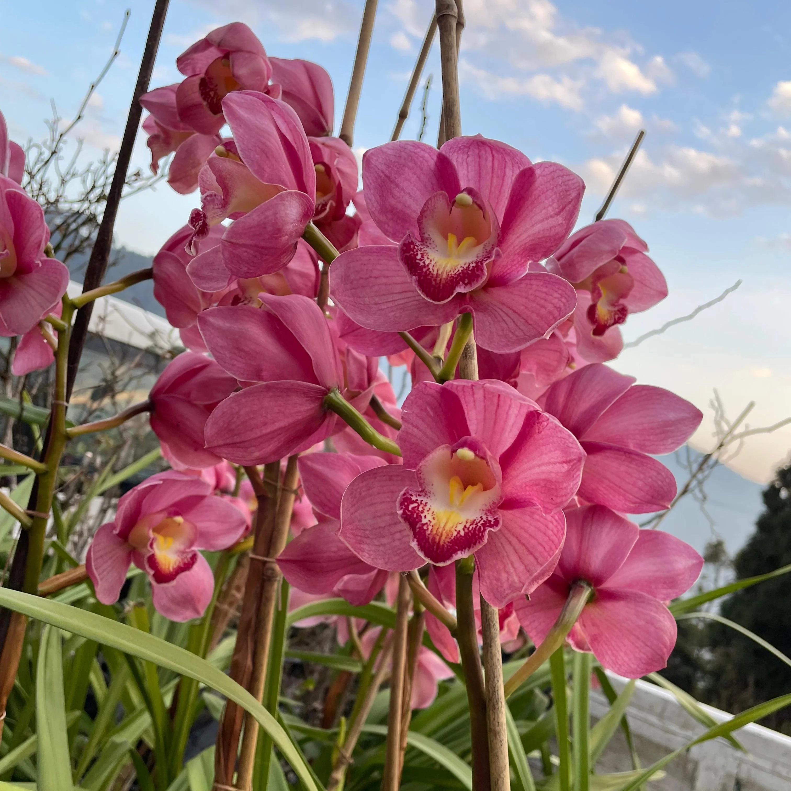 Red Cymbidium Flower seeds for Planting - Drought Tolerant, Heirloom & GMO Free Seeds for Home Garden