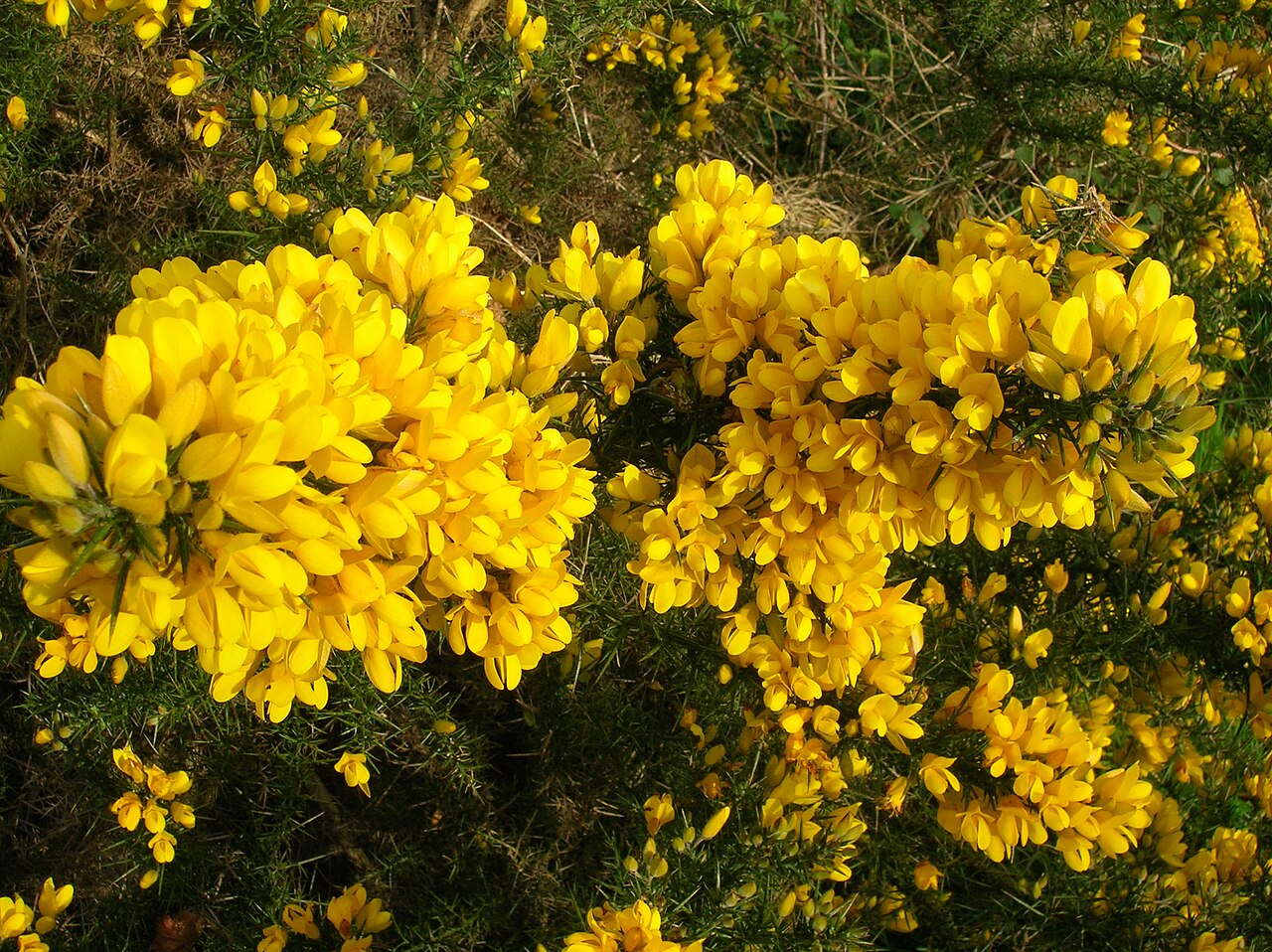 Yellow Gorse Ulex Europaeus Flower seeds for Planting - Easy to Grow, Heirloom & GMO Free Seeds for Home Garden
