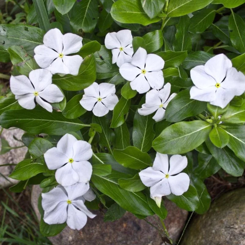 White Periwinkle Flower seeds for Planting - Perfect for Borders, Heirloom & GMO Free Seeds for Home Garden