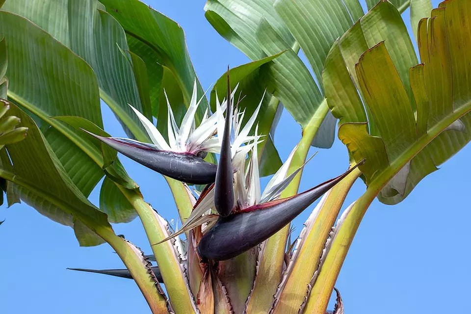 Ornamental White Bird of Paradise tropical plant