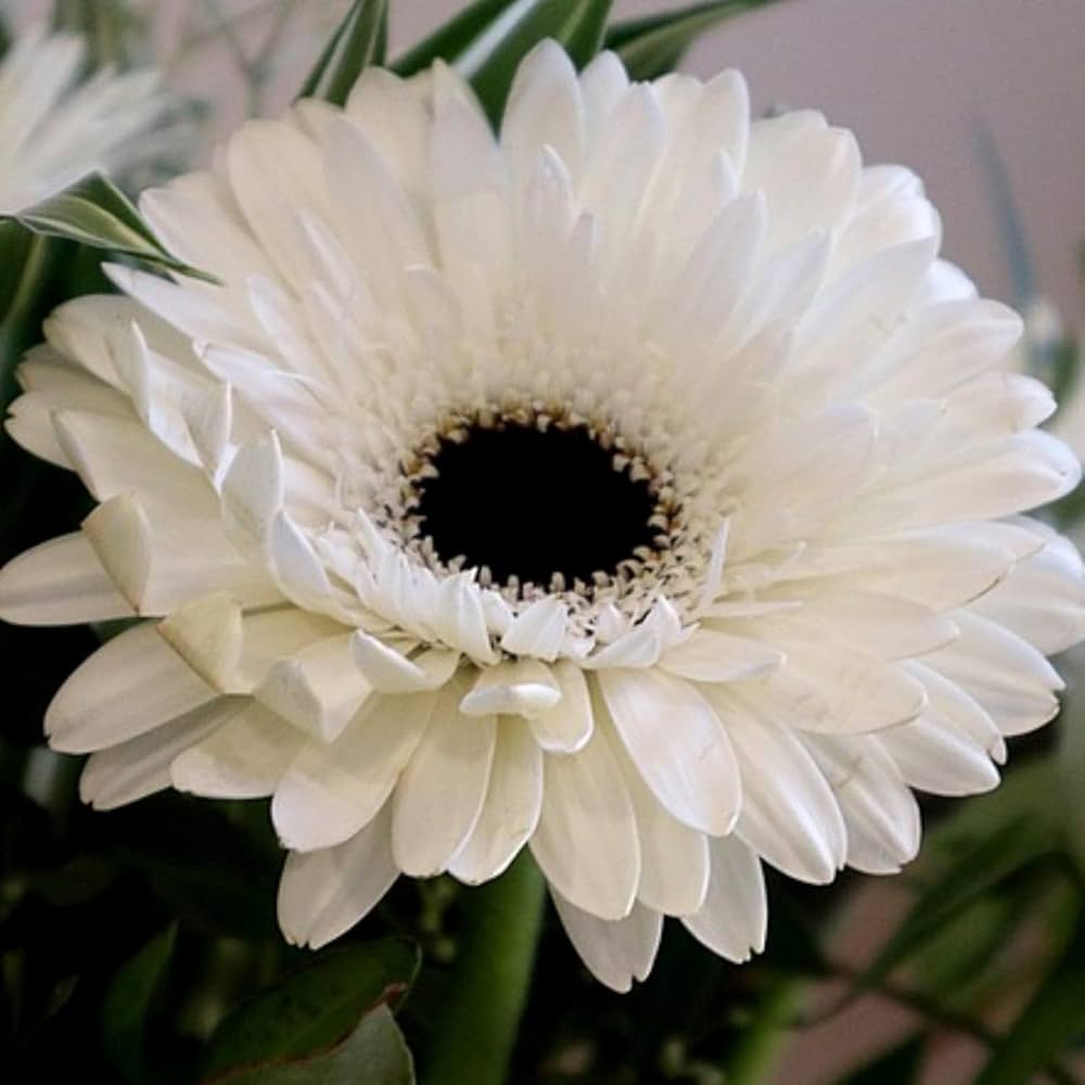 White Gerbera Vanilla flower seeds for planting