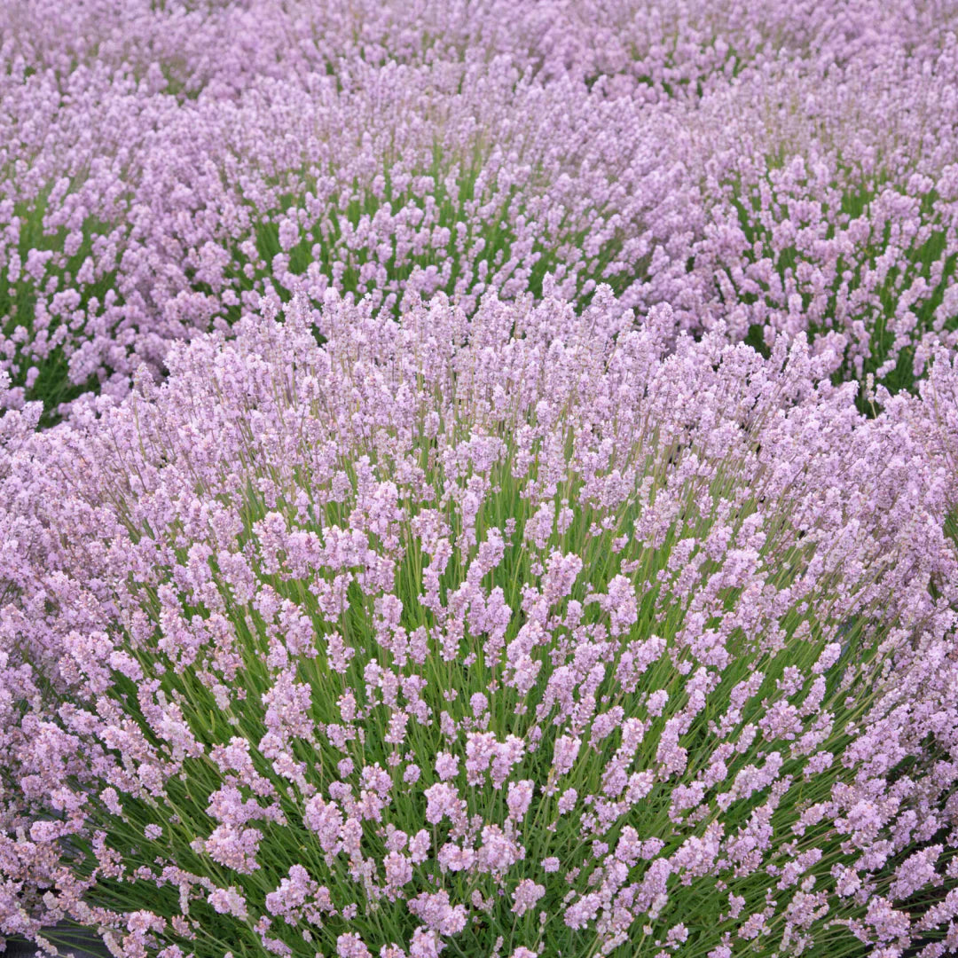 High germination White Lavender seeds