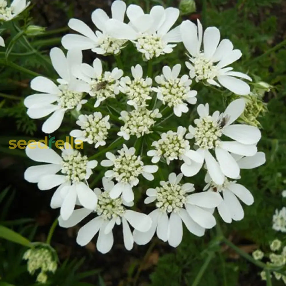 High germination White Lunaria seeds