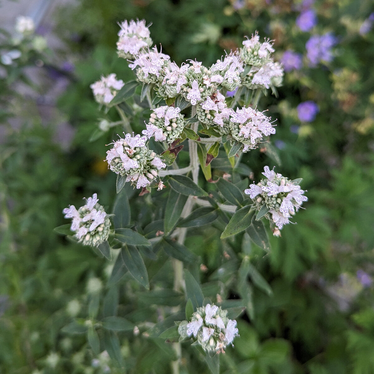 Non-GMO White Mountain Mint seeds