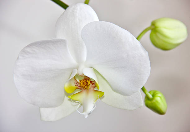 Non GMO White Orchid seeds