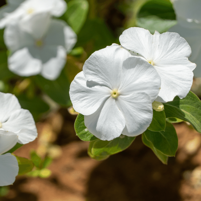 White Periwinkle Flower seeds for Planting - Perfect for Borders, Heirloom & GMO Free Seeds for Home Garden