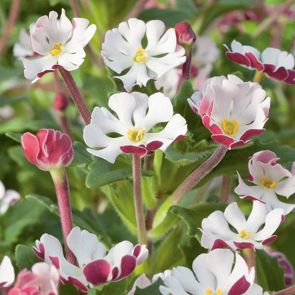 White Pink Zaluzianskya in fragrant garden