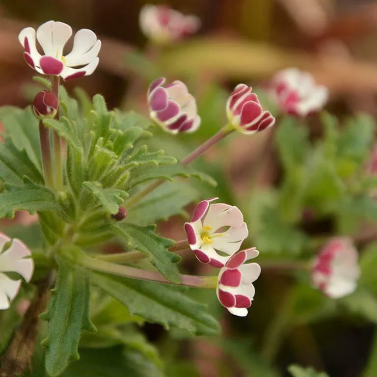 Non GMO White Pink Zaluzianskya seeds