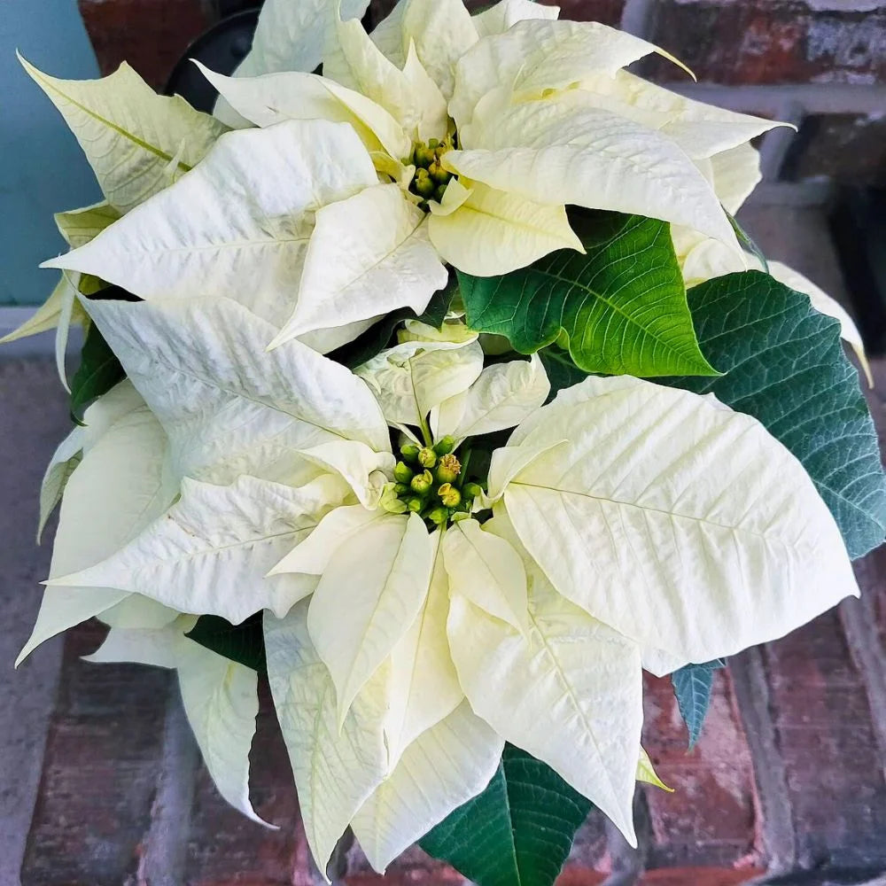 White Poinsettia Plant Seeds for Vibrant Holiday Blooms - Perfect for Planting and Holiday DÃ©cor