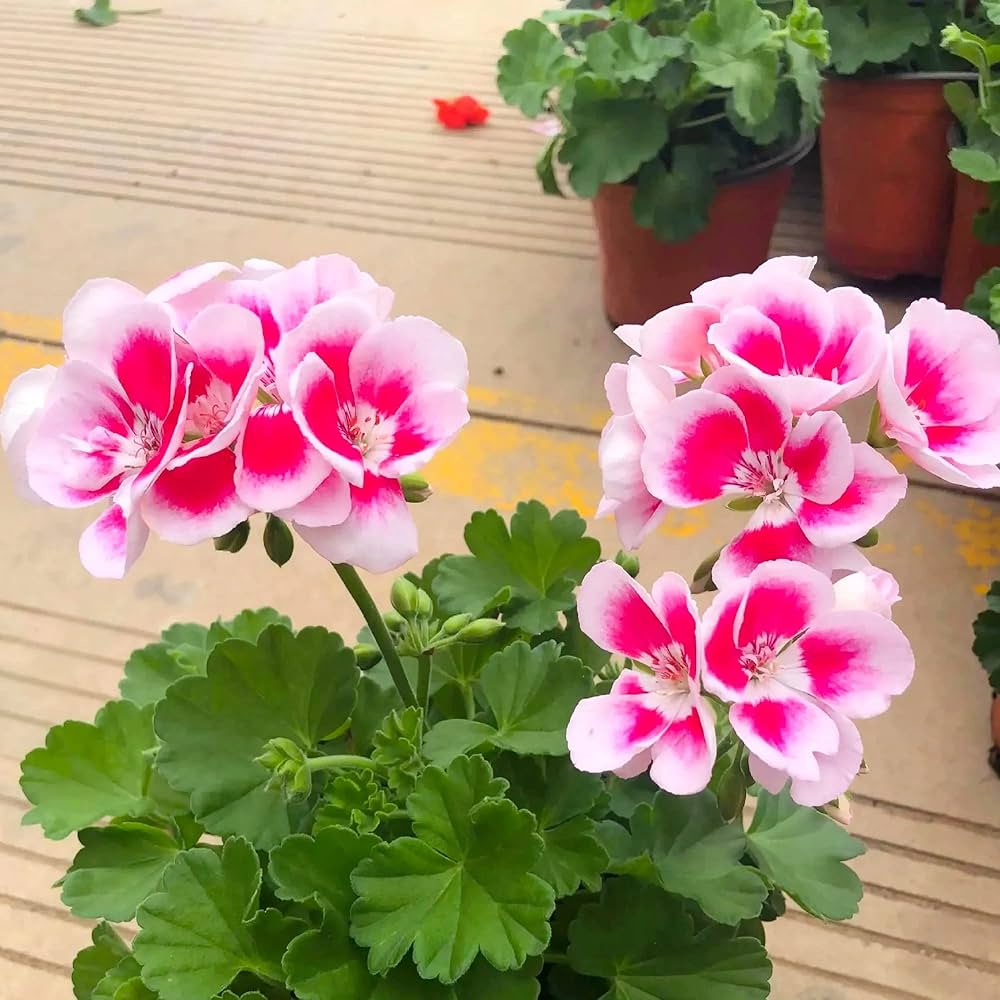 Non GMO White and Red Geranium seeds