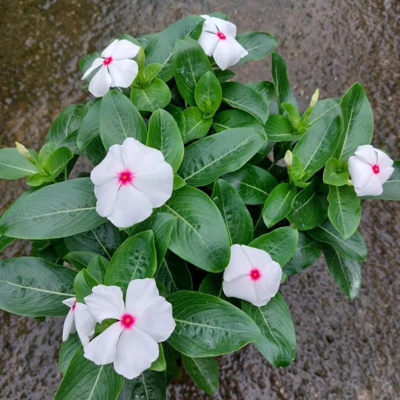 White Vinca Rosea Flower seeds for Planting - Hardy Variety, Heirloom & GMO Free Seeds for Home Garden