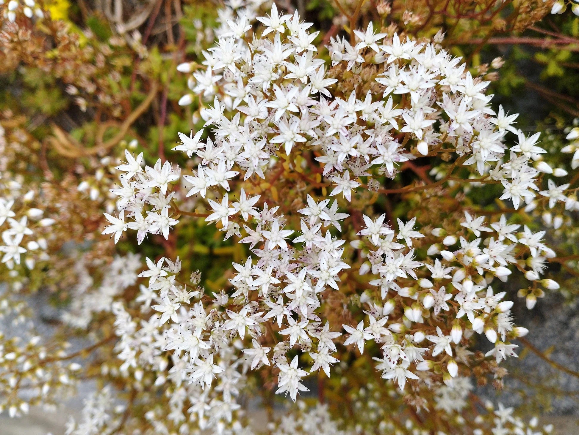 Non GMO White Sedum Acre seeds