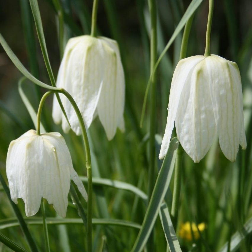 White Fritillaria Flower Seeds for Planting Vibrant Colors Heirloom & GMO Free Seeds for Home Garden
 
 Sale