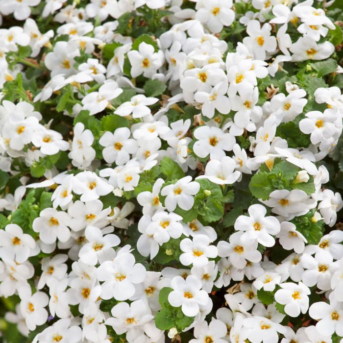 Ornamental White Snowtopia flowering plant