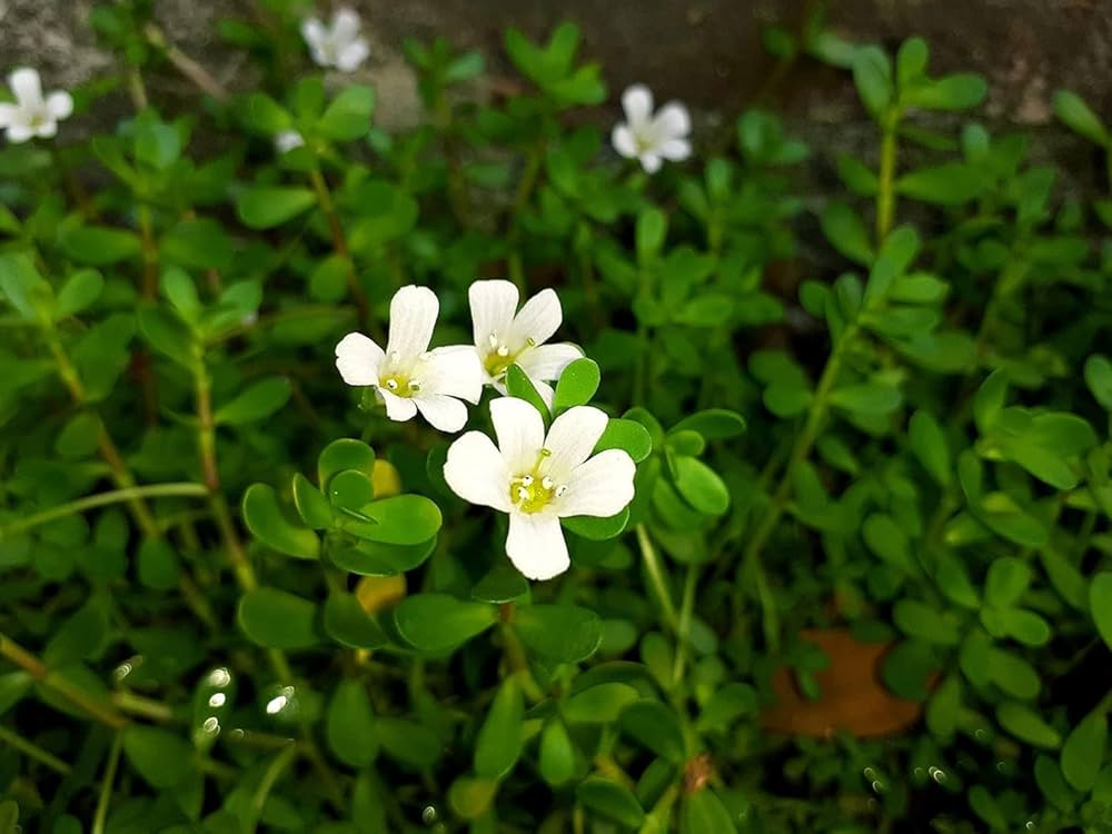 Non GMO White Waterhyssop seeds