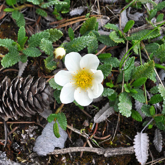 White Burren Flower seeds for Planting - Garden Favorite, Heirloom & GMO Free Seeds for Home Garden