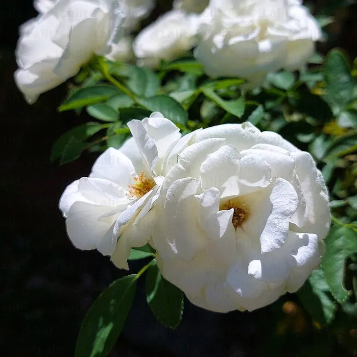 White Climbing Rose Flower seeds for Planting - Premium Quality, Heirloom & GMO Free Seeds for Home Garden