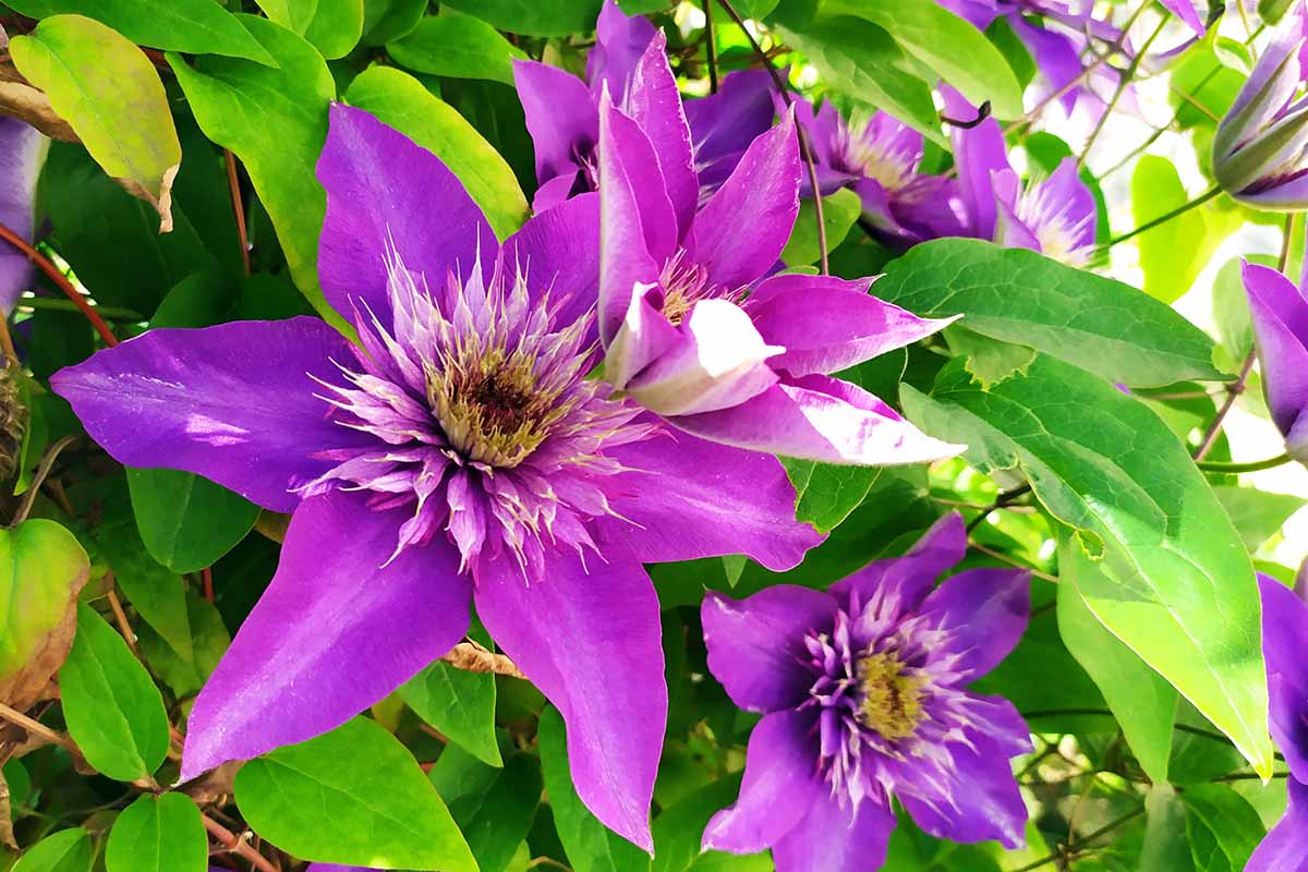 Yellow Purple Clematis Flower seeds for Planting - Pollinator Friendly, Heirloom & GMO Free Seeds for Home Garden