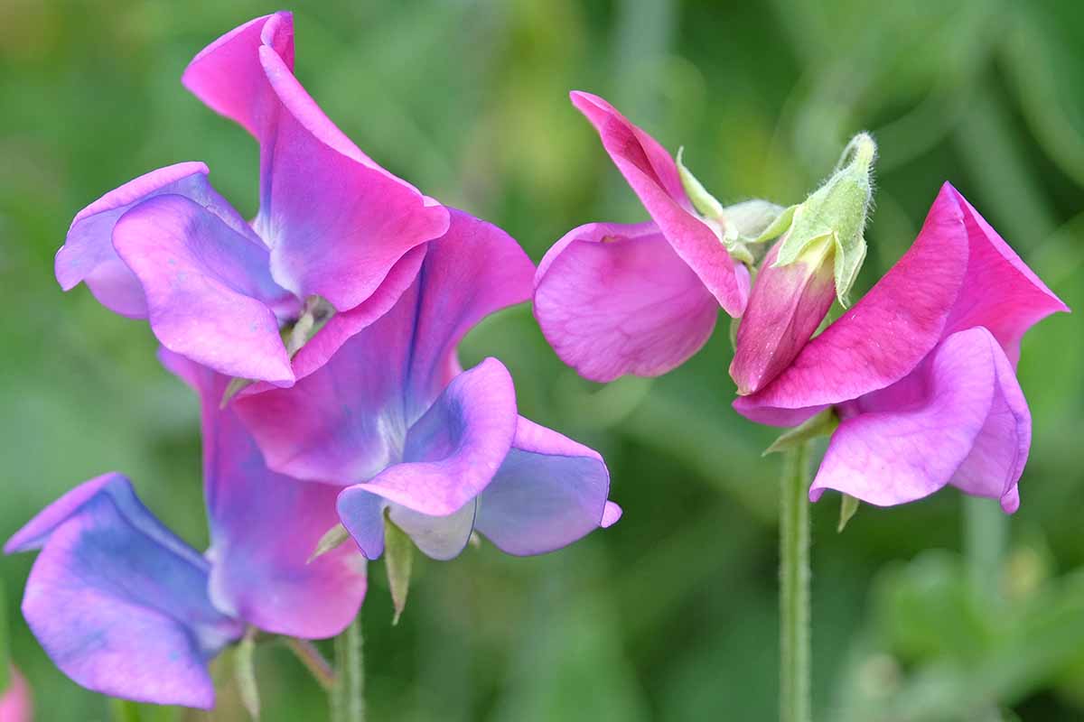 Sweet Peas Flower seeds for Planting Sun Loving Heirloom & GMO Free Seeds for Home Garden