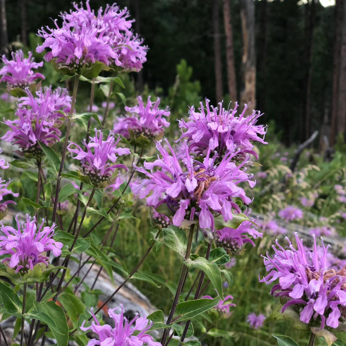 Purple Monarda Fistulosa Flower seeds for Planting - Sun Loving, Heirloom & GMO Free Seeds for Home Garden