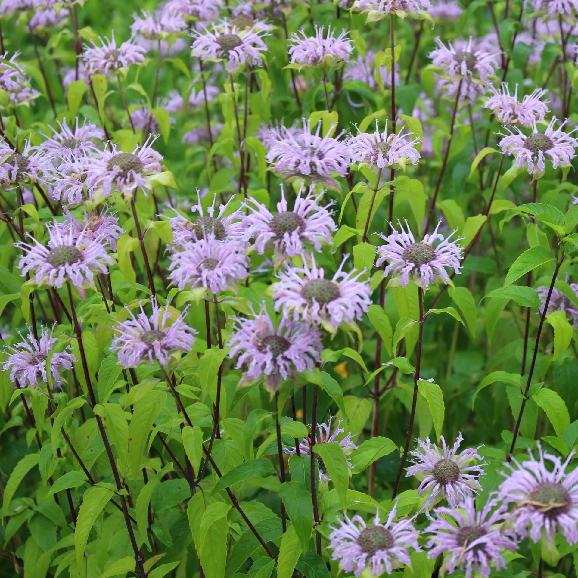 Lavender Monarda Flower seeds for Planting - Wildflower Mix, Heirloom & GMO Free Seeds for Home Garden