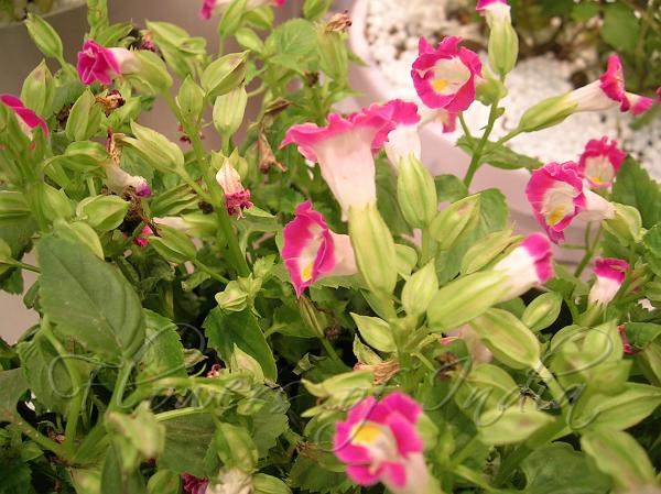 Pink Torenia Flower seeds for Planting - Garden Favorite, Heirloom & GMO Free Seeds for Home Garden