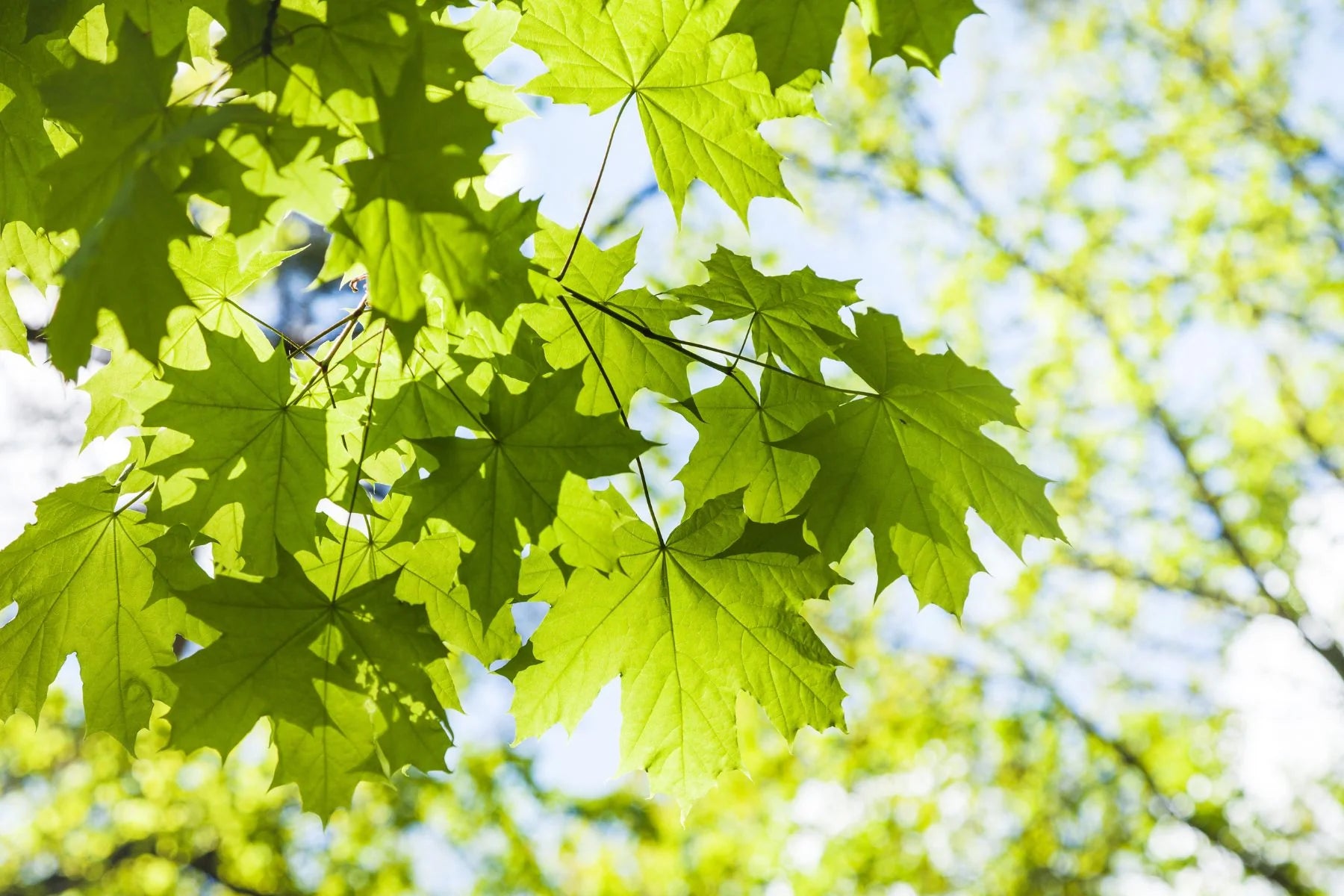Maple Tree Seeds  Dark Green Planting Seeds for Beautiful Landscapes!