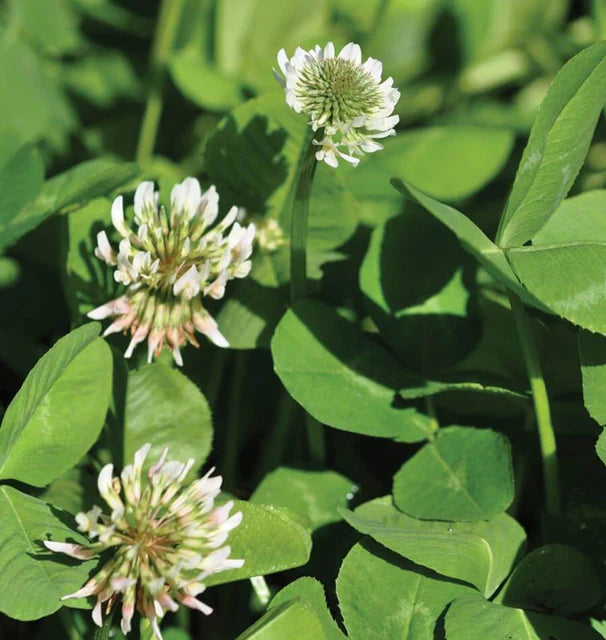 Clover Flower seeds for Planting - Cut Flower Favorite, Heirloom & GMO Free Seeds for Home Garden
