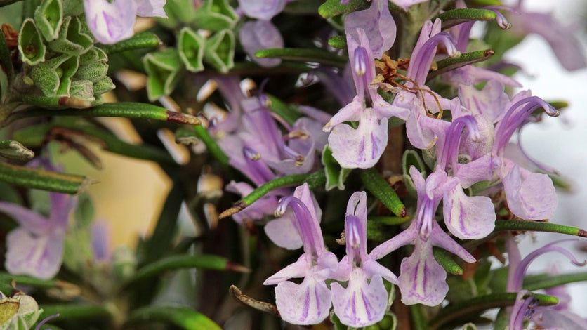 Pink Rosemary Flower seeds for Planting - Long Bloom Season, Heirloom & GMO Free Seeds for Home Garden