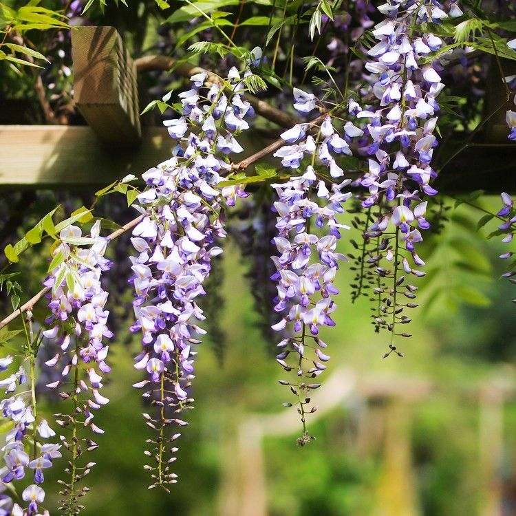 Wisteria Flower seeds for Planting Compact Growth Heirloom & GMO Free Seeds for Home Garden